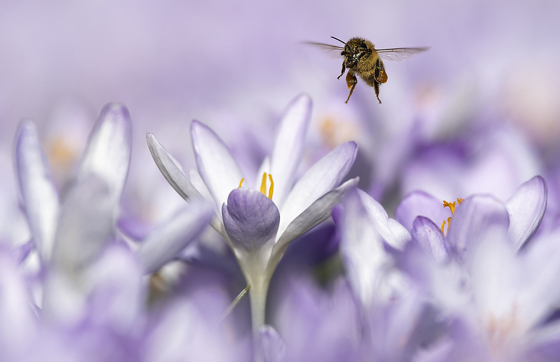 Switzerland Bee